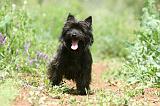 CAIRN TERRIER 586